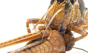 Science重磅-东亚飞蝗释放有毒物质抵御同类相食