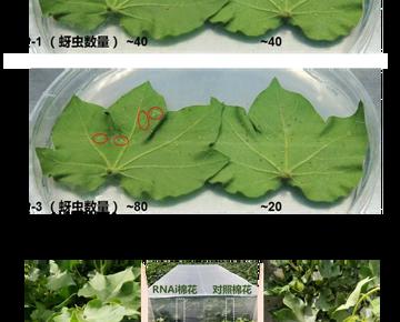 PBJ | 微生物所郭惠珊团队合作利用跨界RNAi创制抗蚜棉花新种质